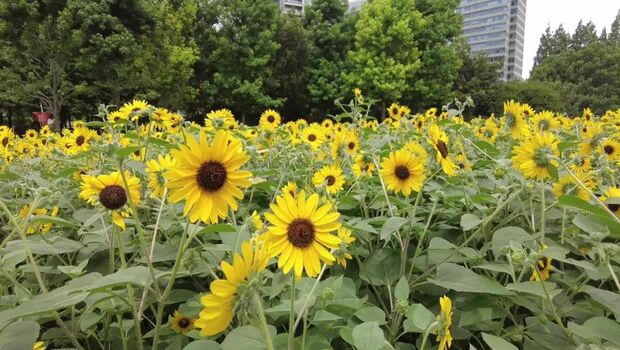 【輪播圖】打卡一波向日葵花海 申城這些地方推薦賞花