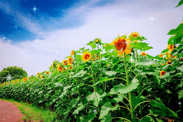 【輪播圖】打卡一波向日葵花海 申城這些地方推薦賞花