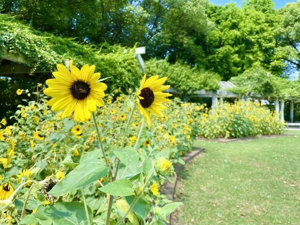 【輪播圖】打卡一波向日葵花海 申城這些地方推薦賞花