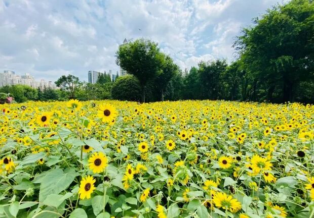 【輪播圖】打卡一波向日葵花海 申城這些地方推薦賞花