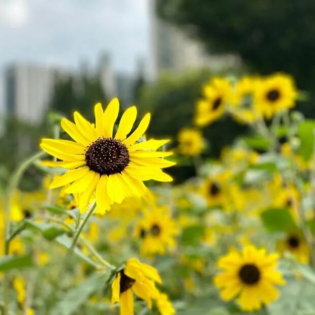 【輪播圖】打卡一波向日葵花海 申城這些地方推薦賞花