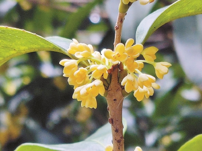 申城桂花開了