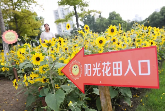 种太陽啦！曲陽公園明起開放1500㎡向日葵花田