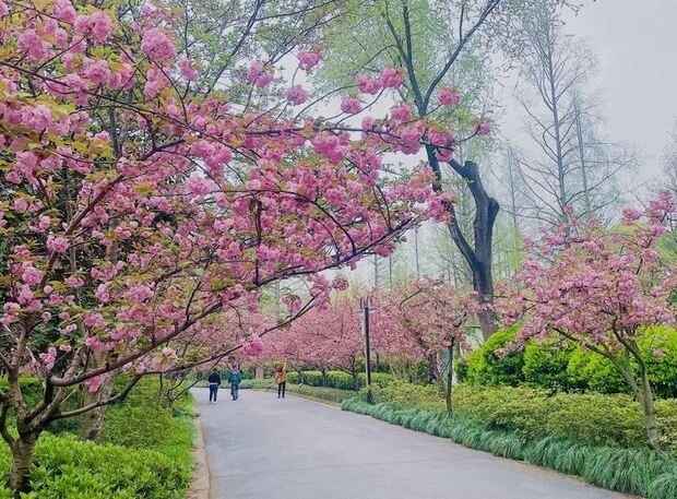 【文化旅遊】申城晚櫻上線 楊浦公園花團錦簇再續“櫻”緣