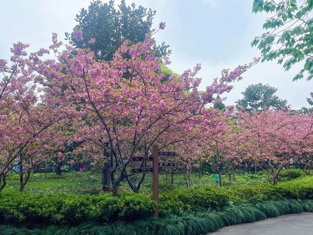 【文化旅遊】申城晚櫻上線 楊浦公園花團錦簇再續“櫻”緣