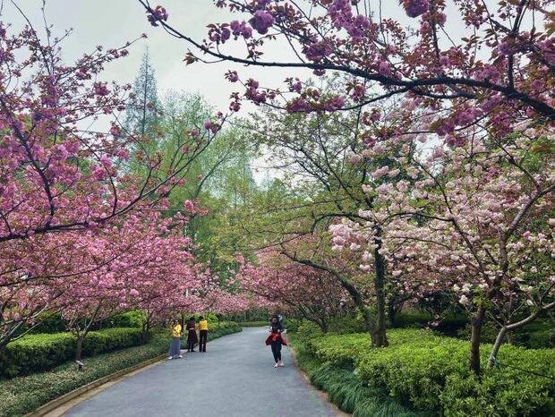 【文化旅遊】申城晚櫻上線 楊浦公園花團錦簇再續“櫻”緣