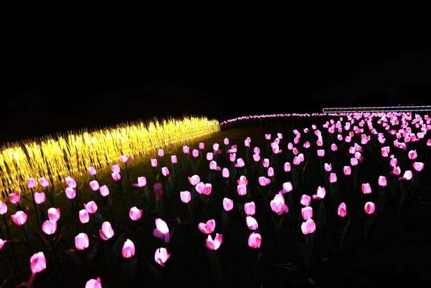 【區縣新聞】滬郊山陽田園成為“夜金山好去處”