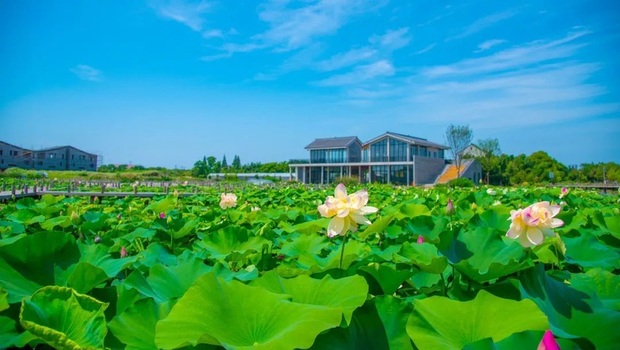 【熱點新聞】上海農村面貌持續改善生態環境持續優化