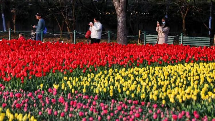 上海大寧公園50萬株鬱金香絢爛綻放 吸引市民遊客共赴春日之約_fororder_微信圖片_20240323095642