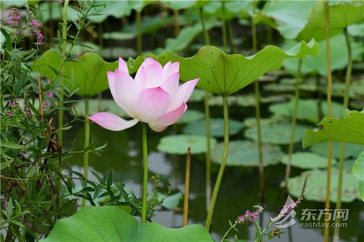 “美槿佳荷”唱主角 滬上植物園夏花觀賞季啟幕