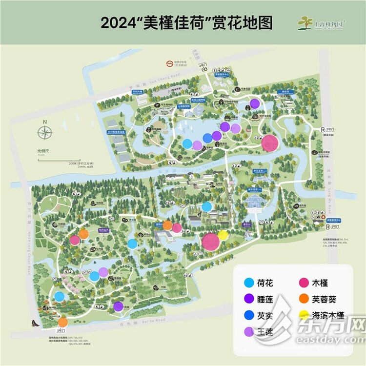 “美槿佳荷”唱主角 滬上植物園夏花觀賞季啟幕