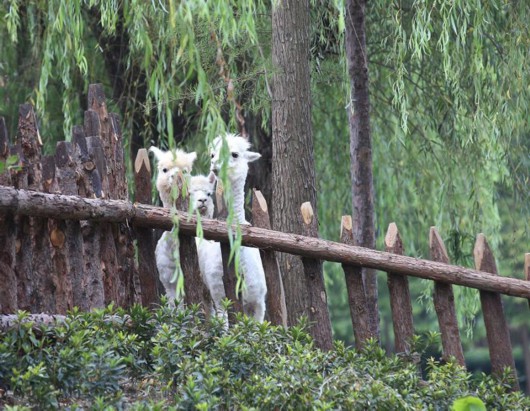 上海野生動物園 盛夏“水域探秘”