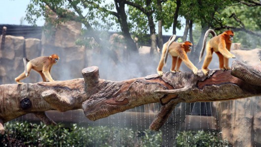 上海野生動物園 盛夏“水域探秘”