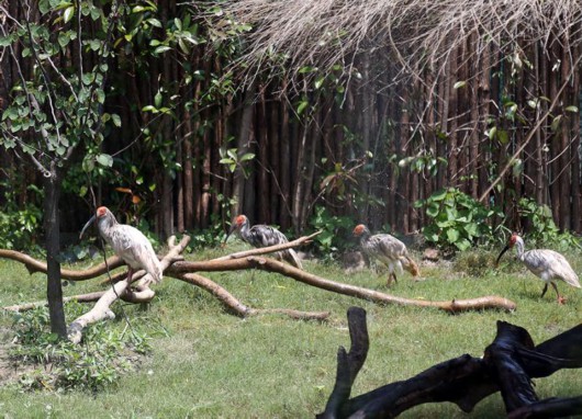 上海野生動物園 盛夏“水域探秘”