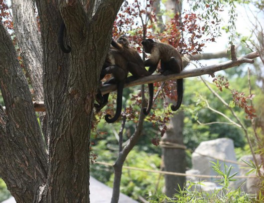 上海野生動物園 盛夏“水域探秘”