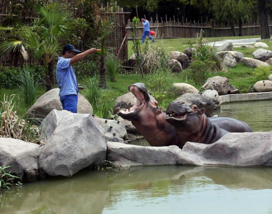 上海野生動物園 盛夏“水域探秘”