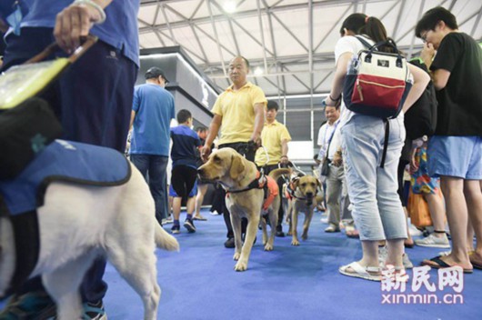 用我的眼帶你看世界——導盲犬亮相亞寵展