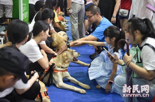 用我的眼帶你看世界——導盲犬亮相亞寵展