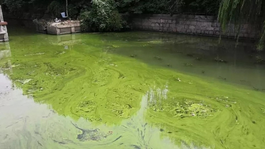 青浦：加強管理 保淀浦河三類正常水質