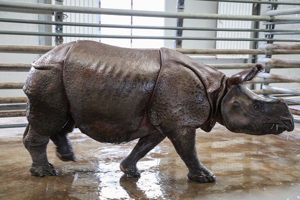 亞洲獨角犀牛“美蒂尼”“索拉提”落戶上海野生動物園