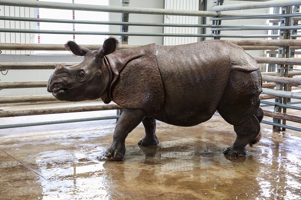 亞洲獨角犀牛“美蒂尼”“索拉提”落戶上海野生動物園