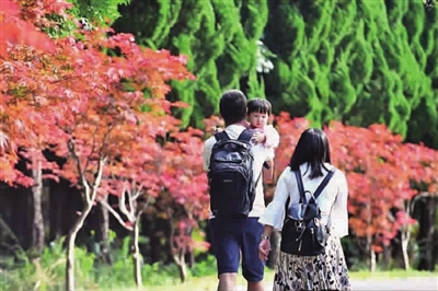 楓情滿園 醉美東平 2018上海紅楓節持續至11月30日