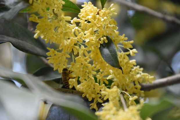 共青森林公園迎來桂花盛花期