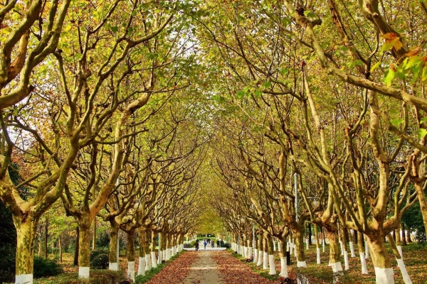 世紀公園迎來最美秋景 賞紅葉花海 看銀杏還能踩落葉