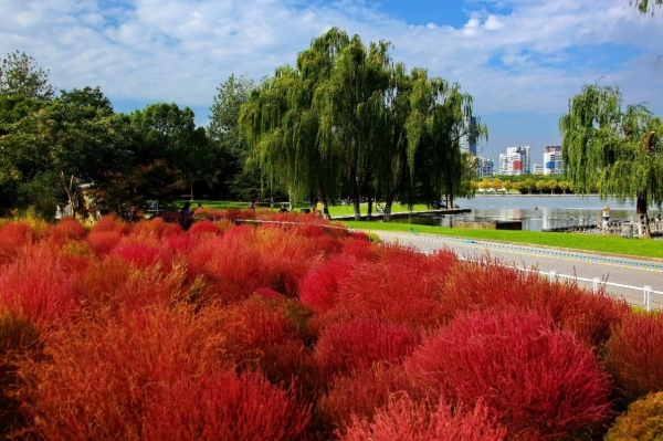 世紀公園迎來最美秋景 賞紅葉花海 看銀杏還能踩落葉