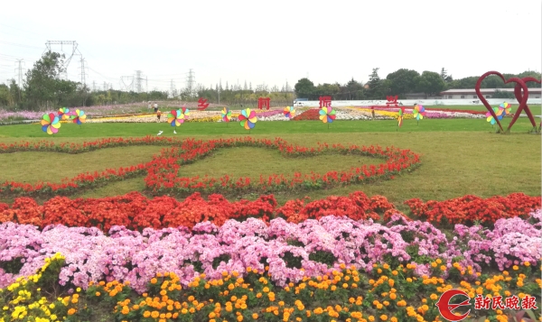 “違建重災區”華麗變身百畝花海 吳涇鎮放鶴谷正式開園