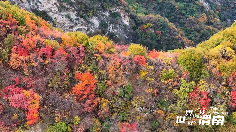 【Charming陜西】紅葉如霞染華山