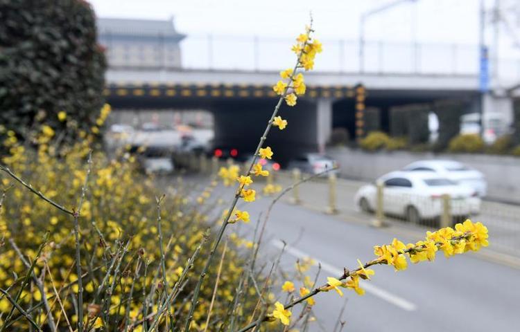 迎春花開 春意萌動