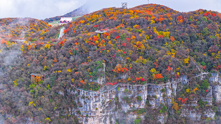 漢中龍頭山：千枝萬葉披霞錦 秋色斑斕碧雲邊