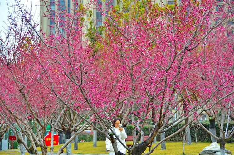 梅花次第開 市民賞花來