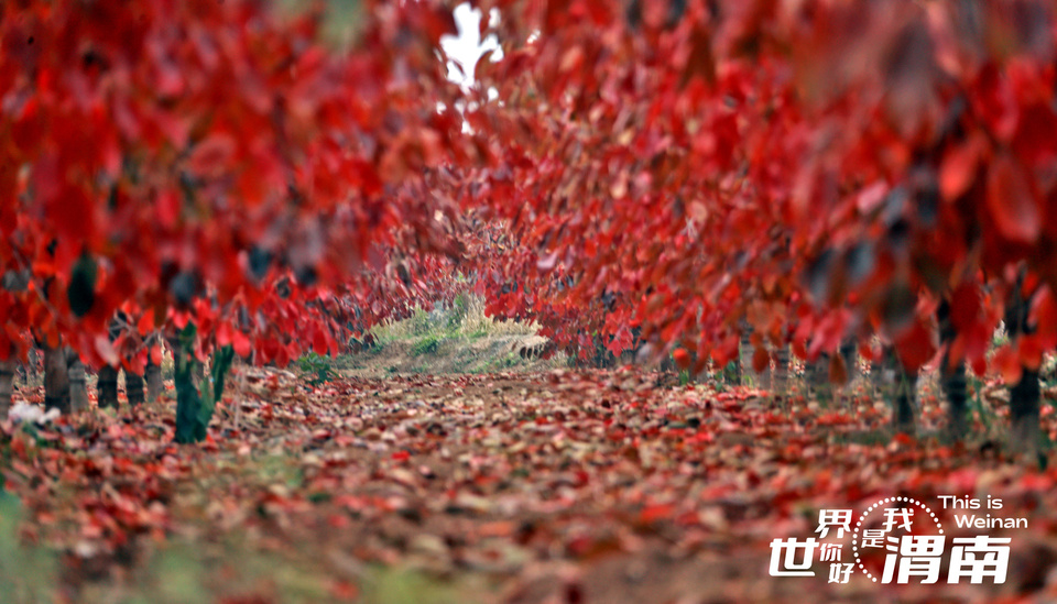 【鏡觀陜西·33期】柿葉添紅景  同州減綠陰