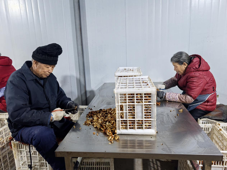 榆林子洲董家圪嶗村：菌菇大棚基地撐起群眾“致富傘”