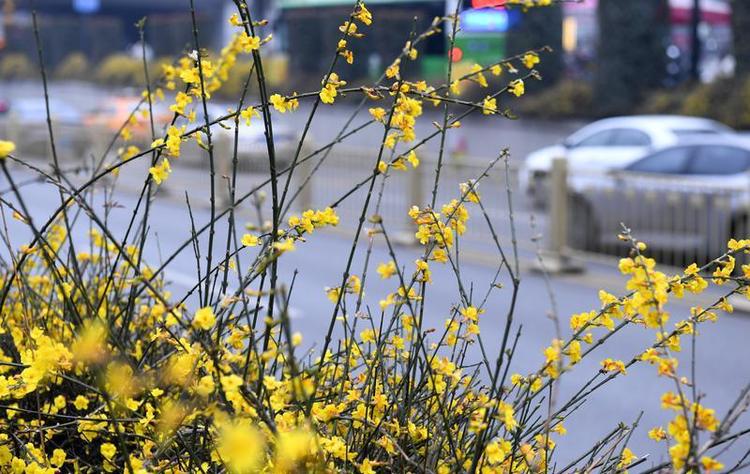 迎春花開 春意萌動