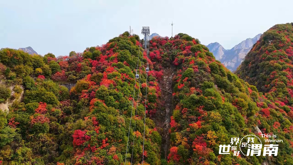 【Charming陜西】紅葉如霞染華山