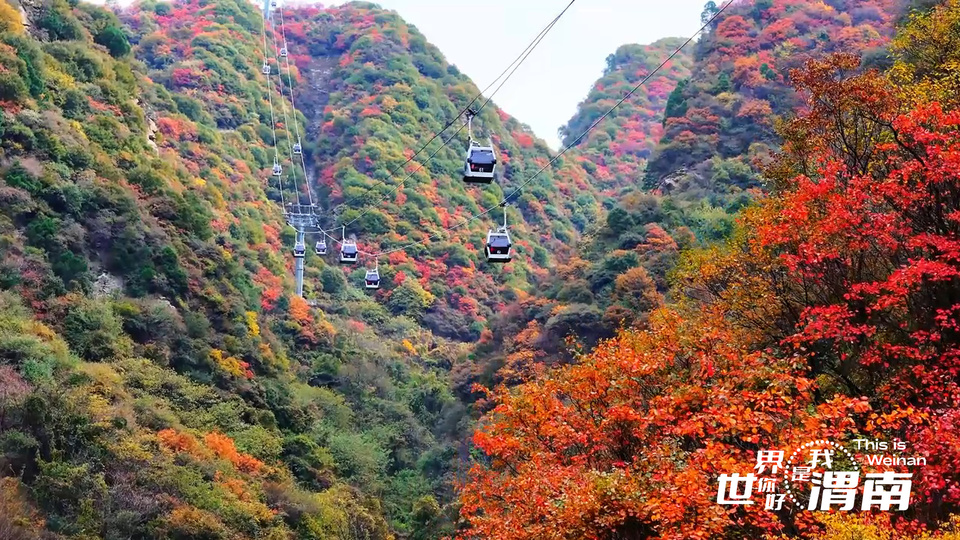 【Charming陜西】紅葉如霞染華山