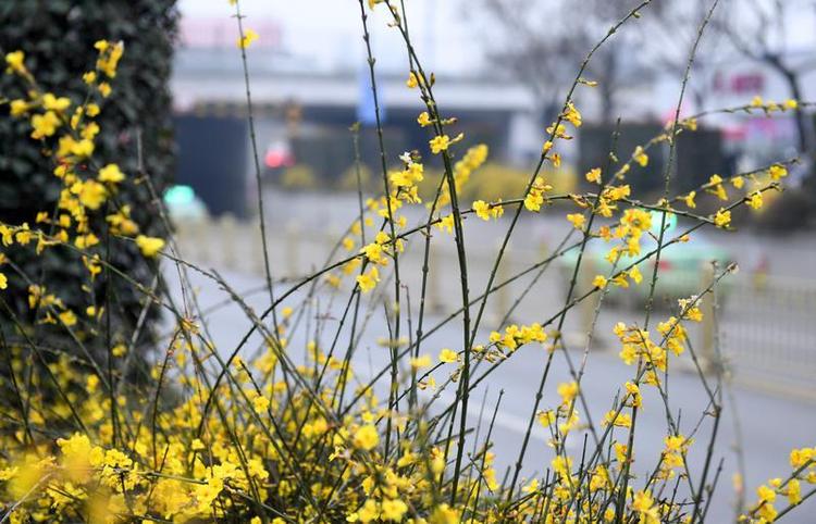 迎春花開 春意萌動