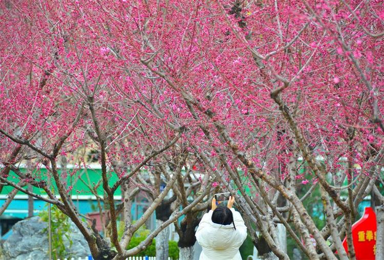 梅花次第開 市民賞花來