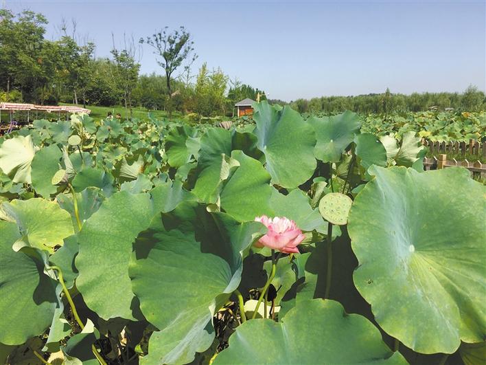 【中首  陜西  圖】寶雞渭河：百里畫廊 千畝荷塘