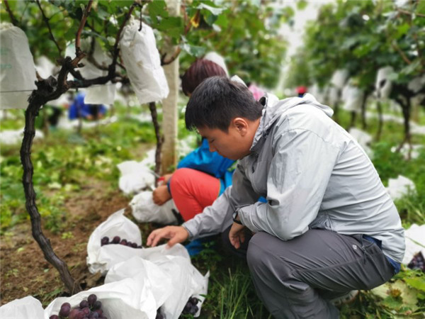 （有修改）西安高新地産駐村脫貧攻堅故事：沉下身子為鄉親謀福利