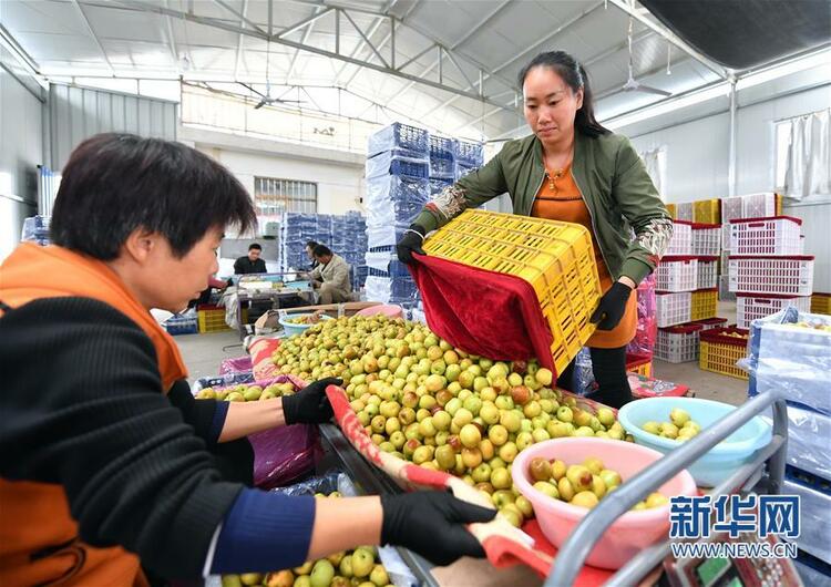 陜西渭南大荔小坡村：黃河灘邊果飄香