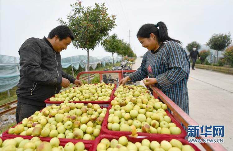 陜西渭南大荔小坡村：黃河灘邊果飄香