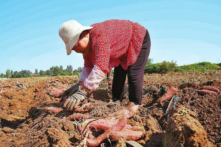 小紅薯鼓起農民錢袋子