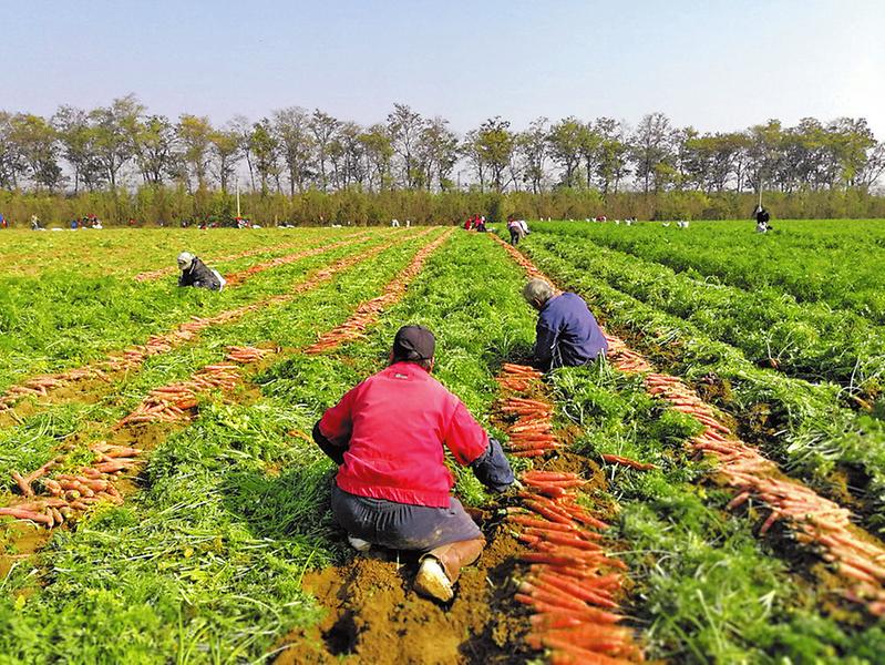 渭南市大荔縣：小小紅蘿蔔 振興大産業