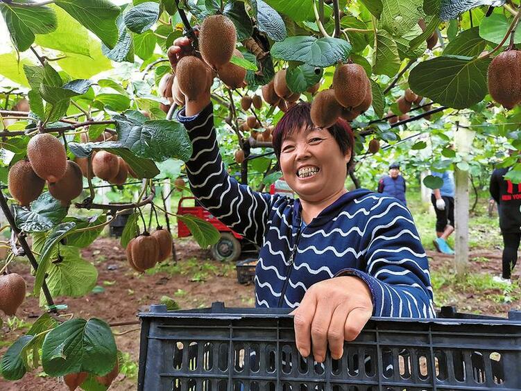 渭南市臨渭區脫貧戶雷玉蝶：“獼猴桃圓我小康夢”