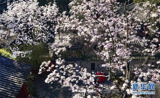 【中首 陜西  圖】諸葛古鎮旱蓮開 景區開播“雲賞花”