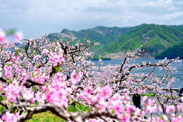 桃花讚 ——巾幗女警競風流